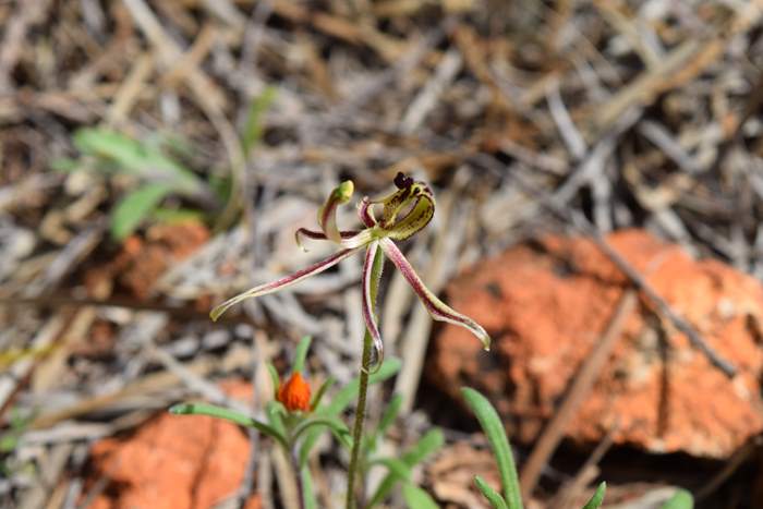 Caladenia barbarossa - Dragon Orchid - Orchid-dragon-latham-Sep-2018p0006.JPG